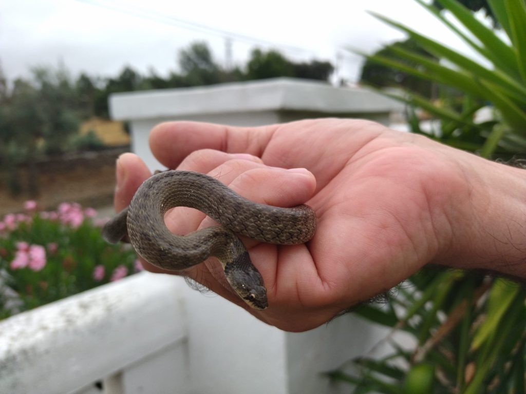 Cobra-de-capuz